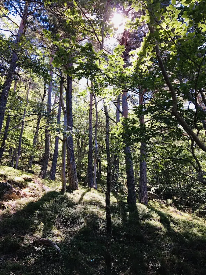 Environnement écologique : forêt
